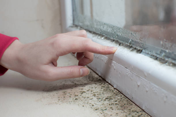 Best Attic Mold Removal  in Sauk Vlage, IL